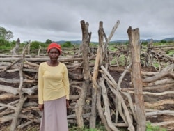 Sibonisiwe Maphosa of Insiza communal lands lost many cattle due to lack of grazing land and water. (VOA: Ezra Tshisa Sibanda)
