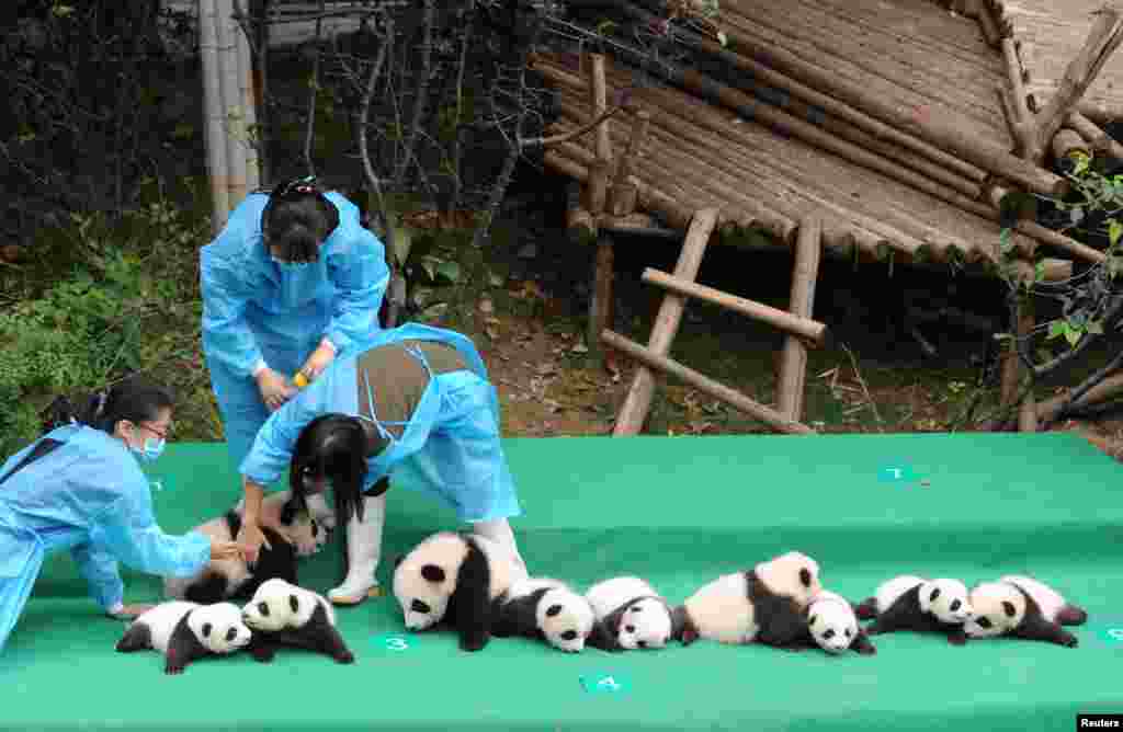 Giant pandas born in 2017 are seen on a display at the Chengdu Research Base of Giant Panda Breeding in Chengdu, Sichuan province, China.
