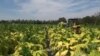 Constitutional Land Rights Spark Divisions in Zimbabwe