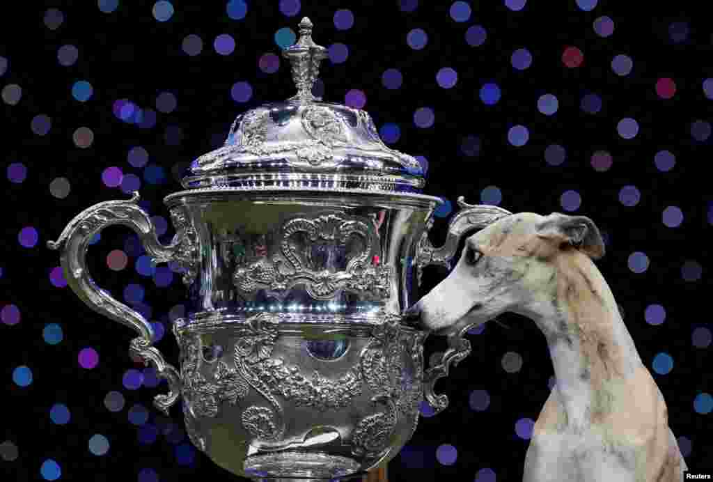 Whippet named Miuccia looks at a trophy after winning the Best in Show on the final day of the Crufts Dog show in Birmingham, Britain, March 9, 2025.
