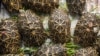 Malaysia arrests six 'Ninja Turtle Gang' members, seizes tortoises 