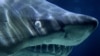 Ilmuwan Nekton Coba Menguak Rahasia Pulau Hiu di Maladewa