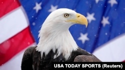 ARCHIVO - Una águila calva hembra de ocho años de la Rocky Mountain Raptor Education Foundation en Avon, Colorado, EEUU, posa para una foto frente a una bandera estadounidense el 1 de diciembre de 2023 (Michael Madrid-USA TODAY Sports)