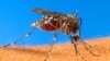 FILE - An aedes aegypti mosquito on human skin.