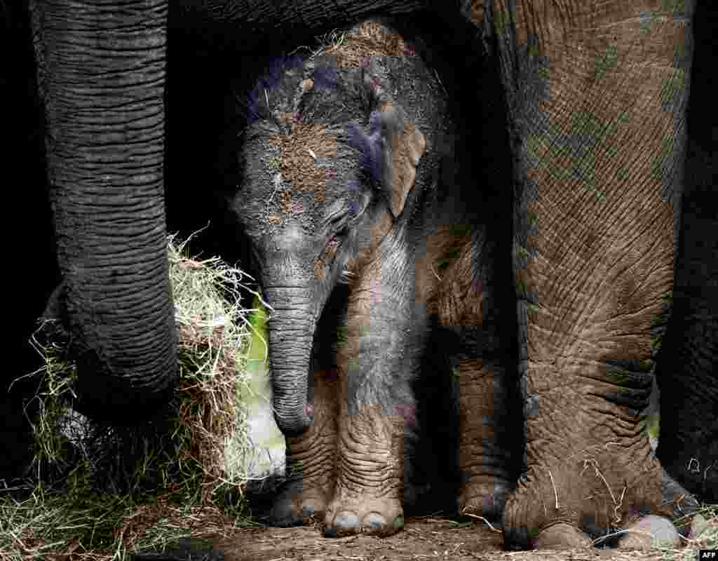 A newborn elephant takes his first steps in his outdoor residence on September 25, 2017 in the DierenPark Amersfoort Zoo in Amersfoort, Netherland.