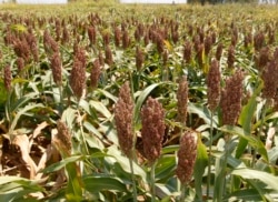 FILE - View of a sorghum crop