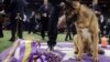 สุนัขพันธุ์ 'เยอรมันเชพเพิร์ด' เป็นแชมป์งานประกวดสุนัข 'Westminster Dog Show' ปีนี้
