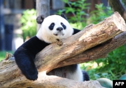 แพนด้า เหมย เซียง ขณะอยู่ที่สวนสัตว์แห่งชาติสมิธโซเนียน (Smithsonian National Zoo)