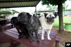 Pugs pause for a photograph at the home of Cheryl Gaw in Johannesburg, South Africa, Jan. 14, 2025.