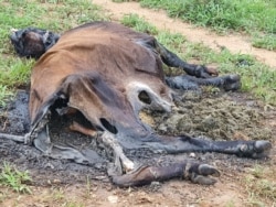 More than 34,000 cattle have succumbed to drought in Matabeleland North, Masvingo and Matabeleland South regions.(VOA: Ezra Sibanda)