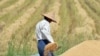 ကိုဗစ်ကာလ မြန်မာ့စိုက်ပျိုးရေးအတွက် အချိန်ပေးရမယ့် ရေအစီအမံ 