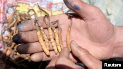དབྱར་རྩ་དགུན་འབུ་
