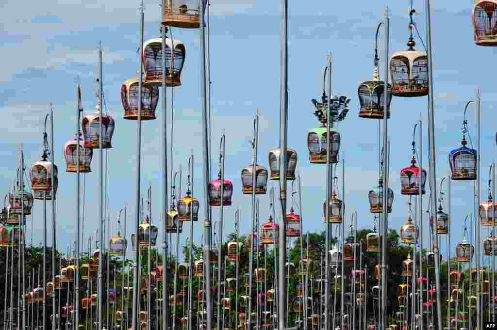 Doves sit in cages hoisted on poles during a bird-singing contest in Thailand's southern province of Narathiwat.