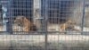 Dozens of zoo tigers die after contracting bird flu in southern Vietnam