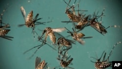 In this Sept. 29, 2016 file photo, Aedes aegypti mosquitoes, responsible for transmitting Zika, sit in a petri dish at the Fiocruz Institute in Recife, Brazil. (AP Photo/Felipe Dana, File)