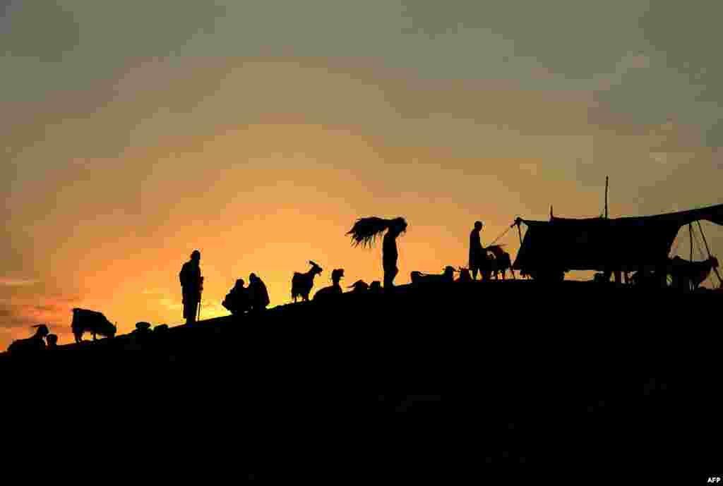 Afghan men shop for livestock at a market ahead of the Eid al-Adha Muslim festival, on the outskirts of Jalalabad.