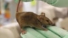A protein found in young mice, which is also found in humans, saw the formation of new blood vessels and improved blood flow in older mice.