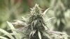 疫情中的失業華人如何被捲入販毒大案？