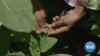 Sorgo poderá ser a solução ao cultivo do milho na África do Sul