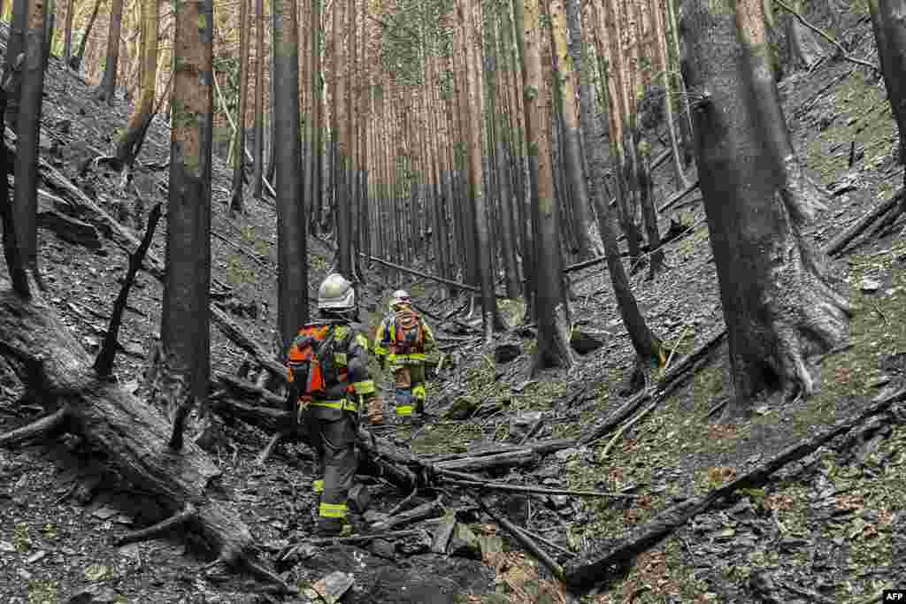 Foto yang diambil dan dirilis oleh Badan Penanggulangan Bencana dan Kebakaran ini memperlihatkan petugas pemadam kebakaran berjalan di antara pohon-pohon yang terbakar saat mereka memadamkan kebakaran hutan di kota Ofunato, Prefektur Iwate, Jepang. (BNPB Jepang/AFP) 