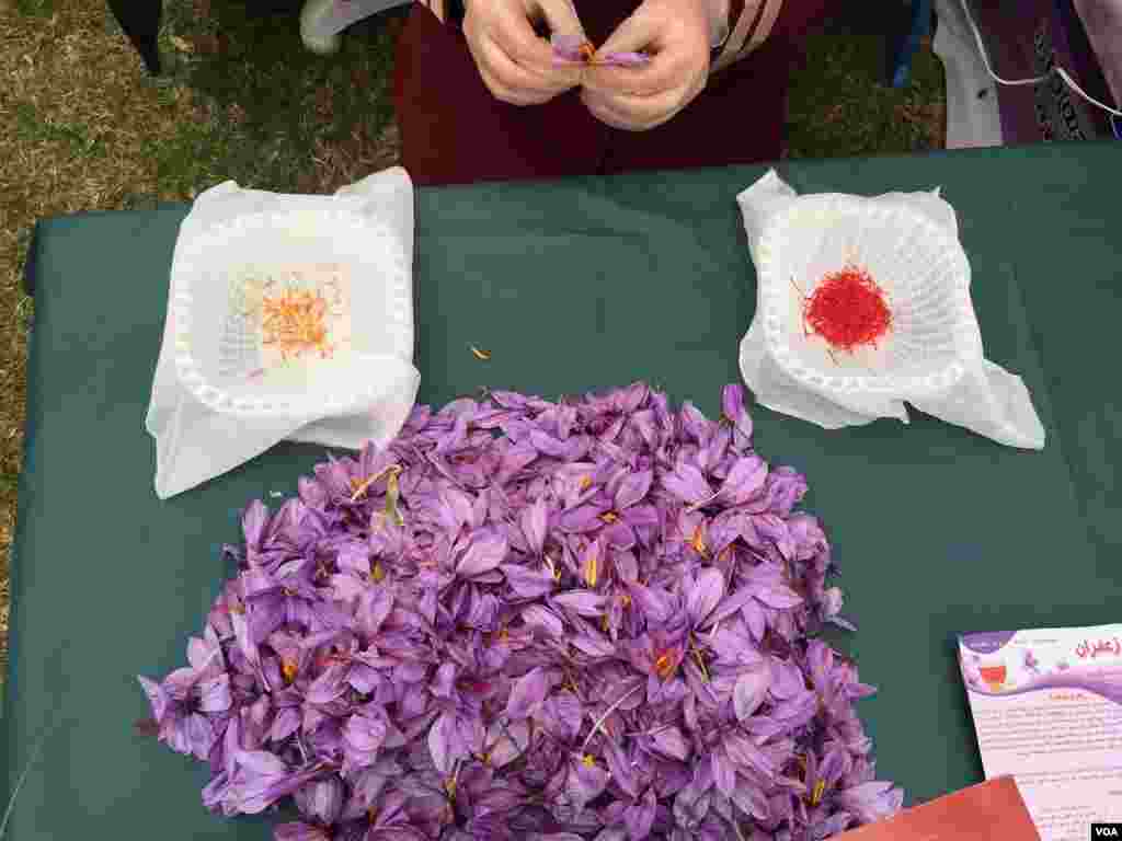 مراحل جداسازی و چیدن محصول زعفران 