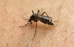 In this Jan. 18, 2016, file photo, a female Aedes aegypti mosquito, known to be a carrier of the Zika virus, acquires a blood meal on the arm of a researcher at the Biomedical Sciences Institute of Sao Paulo University in Sao Paulo, Brazil. (AP Photo/Andr