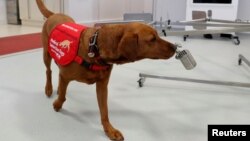 Medical Detection Dogs trainer Rob Harris (not pictured) runs a training exercise with dog Florin. Medical Detection Dogs is looking into whether man's best friend could play a role in preventing the spread coronavirus disease (COVID-19)