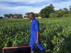 FILE: An agriculture extension worker in Zambia inspects maize fields. Zambia, South Africa and other neighboring nations are facing dry spells.(Courtesy - Derrick Sinjela in Zambia)