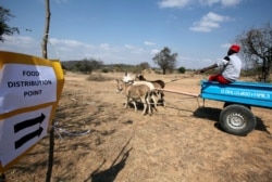 A villager arrives to collect food aid provided by the United Nations World Food Programme (WFP) at a distribution point in Bhayu, Zimbabwe, September 14, 2016. REUTERS/Philimon Bulawayo