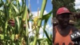 Fome ameaça comunidade de Chissua