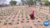Florence Mutisya, a farmer in Ulilinzi village, Kenya, has deployed a water retention system developed in the United States, in her farm.