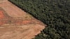 Deforestasi Hutan Tropis Dunia Melejit pada 2022  