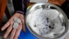 Philippine village battles dengue by offering bounties for mosquitos — dead or alive
