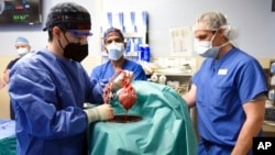 Članovi hirurškog tima pokazuju svinjsko srce spremno za transplantaciju na pacijenta Dejvida Beneta u Baltimoru, 7. januara 2022. Foto: Medicinski fakultet Univerziteta Merilend 