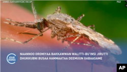 Dhukkubi Busaa bakkawwan walitti bu'iinsi jiru Naannoo Oromiyaa keessatti hammaataa adeemuun ibsame