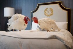 Arhiva - Prošlogodišnja dva ćrana iz Severne Karoline nazvana Bred i Batler, koje treba da pomiluje predsednik Donld Trampo, dele krevet u sobi u Vilart interkontinental hotelu, u Vašingtonu, 25. novembra 2019. (Foto: AP)