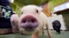 ญี่ปุ่นฮิต ‘คาเฟ่หมูน้อย’ ในฮาราจูกุ