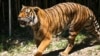 Tiger poachers use fishing boats to smuggle body parts out of Malaysia, study shows 