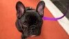 Dog BreedsPua, a 5-month old French bulldog, poses for photographers during a news conference at the American Kennel Club headquarter, Wednesday, March 28, 2018, in New York.