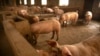 China launches anti-dumping probe into EU pork imports