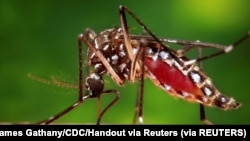  Seekor nyamuk Aedes aegypti betina ditampilkan dalam foto Center for Disease Control (CDC) tahun 2006. (Foto: REUTERS/James Gathany/CDC/Handout via Reuters)