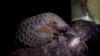 In this photo taken on September 20th, 2016, a Chinese pangolin rests on a tree branch at the Save Vietnam's Wildlife rescue center in Cuc Phuong National Park, Ninh Binh province, Vietnam. On Wednesday in Johannesburg, South Africa, delegates at a U.N. w