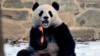 Qing Bao, seekor panda betina, memakan wortel saat panda raksasa itu diperkenalkan ke publik di Kebun Binatang Nasional, 24 Januari 2025, di Washington.(Foto: John McDonnell/AP Photo)