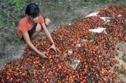 Asnimawati, gadis 13 tahun, bekerja di perkebunan kelapa sawit di Pelalawan, Provinsi Riau. (Foto: AFP/Adek Berry)
