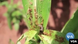 Makonye erudzi rwe armyworm