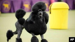 Dogs Popular Breeds