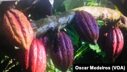 Cacau, São Tomé e Príncipe