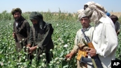 ملل متحد گفته است که با وجود ممنوعیت طالبان، کشت کوکنار در جریان امسال در مقایسه با سال قبل، ۱۹ درصد در افغانستان افزایش یافته است.