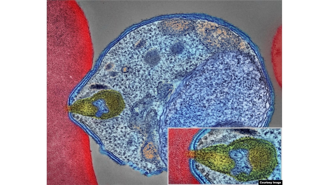 This is a colorized electron micrograph of a malaria-causing Plasmodium parasite, right, attaching to and invading a human red blood cell. The inset shows the attachment point at higher magnification. (Image courtesy of National Institute of Allergy and Infectious Diseases)