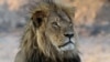 FILE - Cecil the Lion in a national park, Zimbabwe, Nov. 20, 2013. He was killed in an allegedly illegal hunt, invigorating a campaign against trophy hunting. The British Labour Party government has introduced a bill seeking to ban the import of wildlife trophies from Africa.